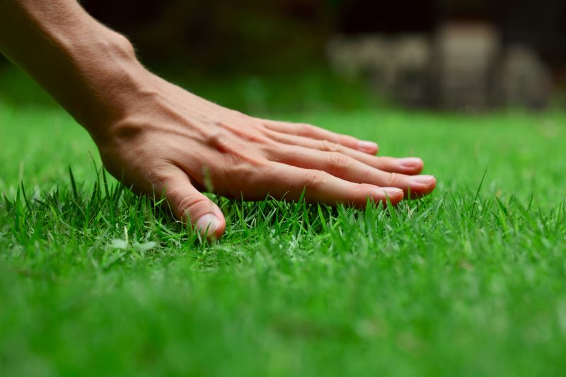 Healthy Green Lawn