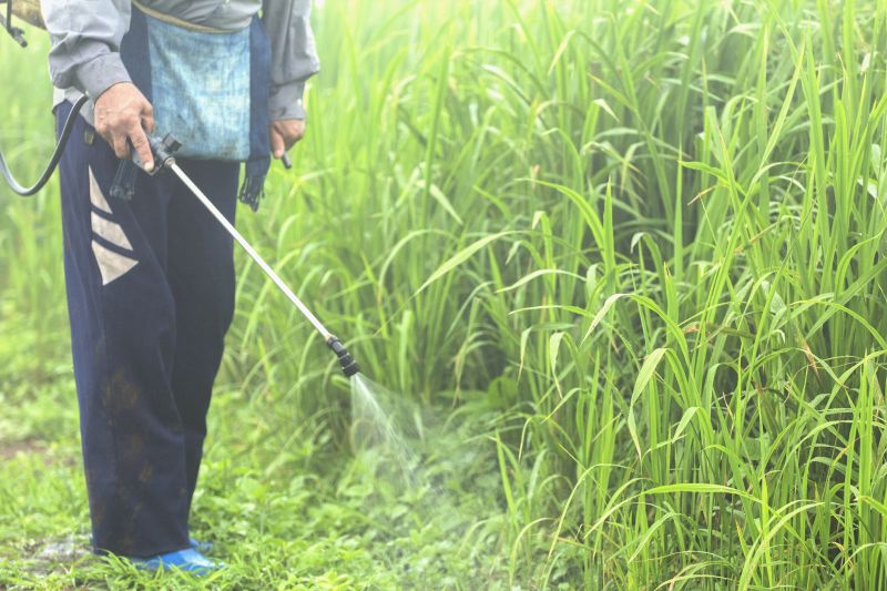 Lawn Weed Treatment in Ventura County, CA