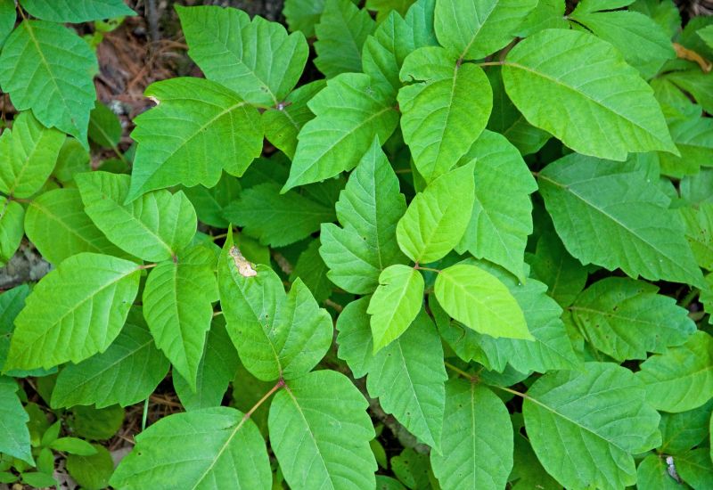 Poison Oak Removal in Lancaster, PA