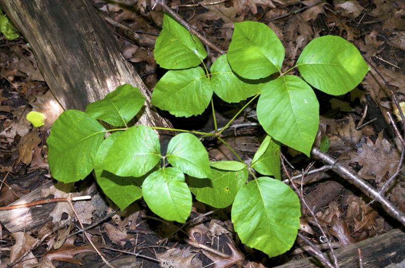 Poison Oak Removal in Bucks County, PA
