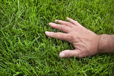 Yard Improvement Service in Ventura County, CA